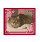 かわいい猫のスタンプ1（個別スタンプ：6）