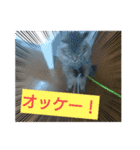 かわいい猫のスタンプ1（個別スタンプ：8）