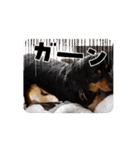 わんこ物語Ⅰ（個別スタンプ：5）