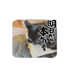 黒色ペット達の意見（個別スタンプ：3）