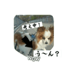 パピヨン レオの呟き（個別スタンプ：5）