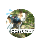 パピヨン レオの呟き（個別スタンプ：7）