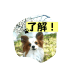 パピヨン レオの呟き（個別スタンプ：8）
