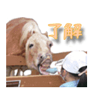 日常スタンプ家族連絡（個別スタンプ：12）