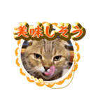 日常スタンプ家族連絡（個別スタンプ：16）