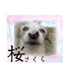 1日元気ワクワクなっちゃん13花見（個別スタンプ：1）