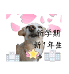1日元気ワクワクなっちゃん13花見（個別スタンプ：8）