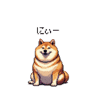 使いやすい太っちょ柴犬 日常会話（個別スタンプ：17）