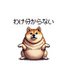 使いやすい太っちょ柴犬 日常会話（個別スタンプ：37）