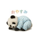 動物でおやすみ（個別スタンプ：1）