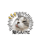 猫のスタンプじゃ（個別スタンプ：4）