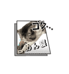 猫のスタンプじゃ（個別スタンプ：6）