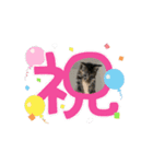 宮﨑家のネコたち（個別スタンプ：5）