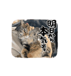 宮﨑家のネコたち（個別スタンプ：7）