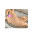 うちのねこアニメーション（個別スタンプ：4）