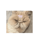 うちのねこアニメーション（個別スタンプ：10）