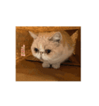 うちのねこアニメーション（個別スタンプ：12）
