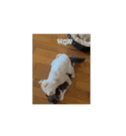 うちのねこアニメーション（個別スタンプ：15）