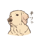 優しいゴールデンレトリーバー（個別スタンプ：1）