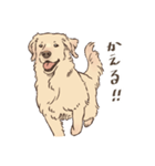 優しいゴールデンレトリーバー（個別スタンプ：24）