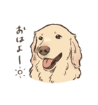 優しいゴールデンレトリーバー（個別スタンプ：26）