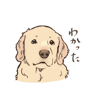 優しいゴールデンレトリーバー（個別スタンプ：31）