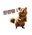 愛らしいクオッカ4（簡体字）（個別スタンプ：3）