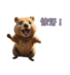 愛らしいクオッカ4（簡体字）（個別スタンプ：7）