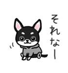 ブラックタン・チワワ（個別スタンプ：5）