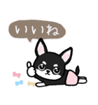 ブラックタン・チワワ（個別スタンプ：7）