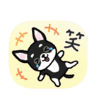 ブラックタン・チワワ（個別スタンプ：8）
