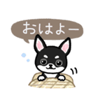 ブラックタン・チワワ（個別スタンプ：13）