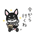 ブラックタン・チワワ（個別スタンプ：17）