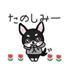 ブラックタン・チワワ（個別スタンプ：22）