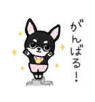 ブラックタン・チワワ（個別スタンプ：26）