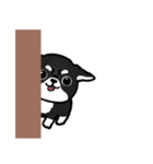 ブラックタン・チワワ（個別スタンプ：29）