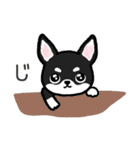 ブラックタン・チワワ（個別スタンプ：30）