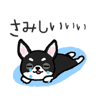 ブラックタン・チワワ（個別スタンプ：31）