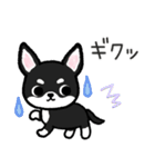 ブラックタン・チワワ（個別スタンプ：36）