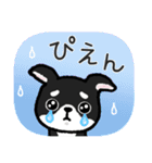 ブラックタン・チワワ（個別スタンプ：37）