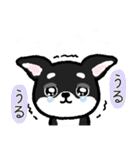 ブラックタン・チワワ（個別スタンプ：40）
