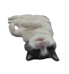世界一かわいいねこマリちゃん（個別スタンプ：1）