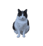 世界一かわいいねこマリちゃん（個別スタンプ：4）