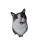 世界一かわいいねこマリちゃん（個別スタンプ：8）