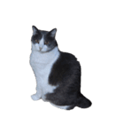 世界一かわいいねこマリちゃん（個別スタンプ：17）