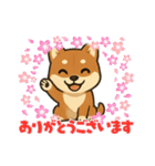 『柴犬』の可愛いスタンプ（個別スタンプ：1）