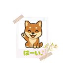 『柴犬』の可愛いスタンプ（個別スタンプ：21）