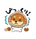 『柴犬』の可愛いスタンプ（個別スタンプ：24）
