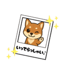 『柴犬』の可愛いスタンプ（個別スタンプ：26）