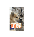ポメラニアンのニコやまさん（個別スタンプ：9）